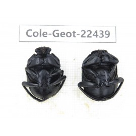 Geotrupidae sp. China, Guizhou, Tongren, Yinjiang county. 2Pcs. Cole-Geot-22439.