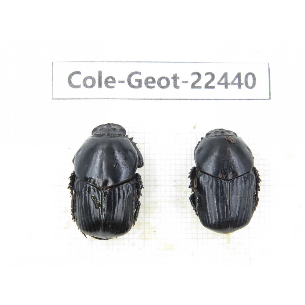 Geotrupidae sp. China, Guizhou, Tongren, Yinjiang county. 2Pcs. Cole-Geot-22440.