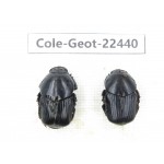 Geotrupidae sp. China, Guizhou, Tongren, Yinjiang county. 2Pcs. Cole-Geot-22440.
