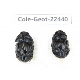 Geotrupidae sp. China, Guizhou, Tongren, Yinjiang county. 2Pcs. Cole-Geot-22440.