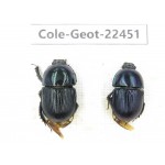Geotrupidae sp. China, Sichuan, Liangshan, Huidong county. 2Pcs. Cole-Geot-22451.