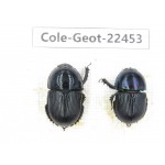 Geotrupidae sp. China, Sichuan, Liangshan, Huidong county. 2Pcs. Cole-Geot-22453.