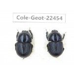 Geotrupidae sp. China, Sichuan, Liangshan, Huidong county. 2Pcs. Cole-Geot-22454.