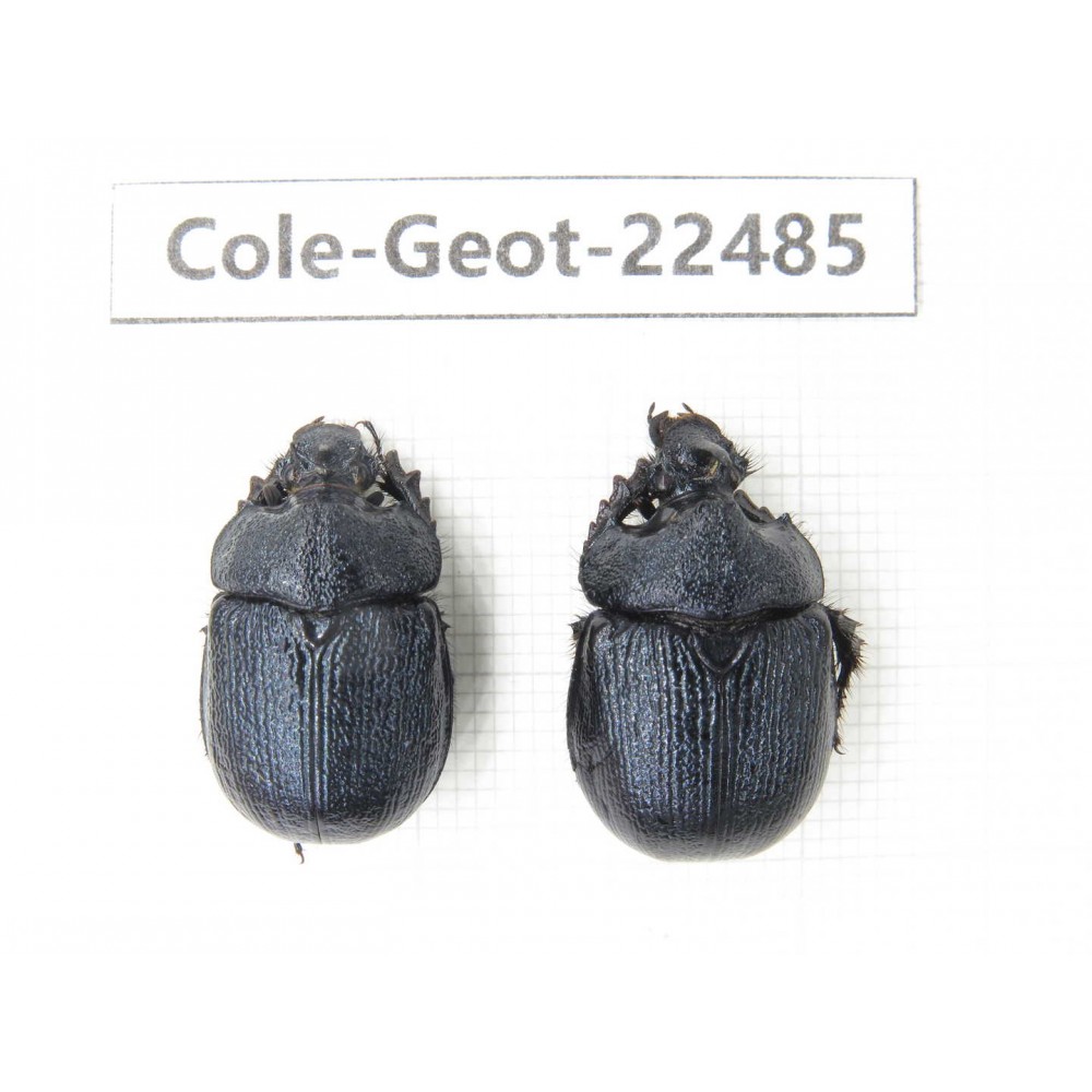 Geotrupidae sp. China, Sichuan, Liangshan, Huidong county. 1P. Cole-Geot-22485.