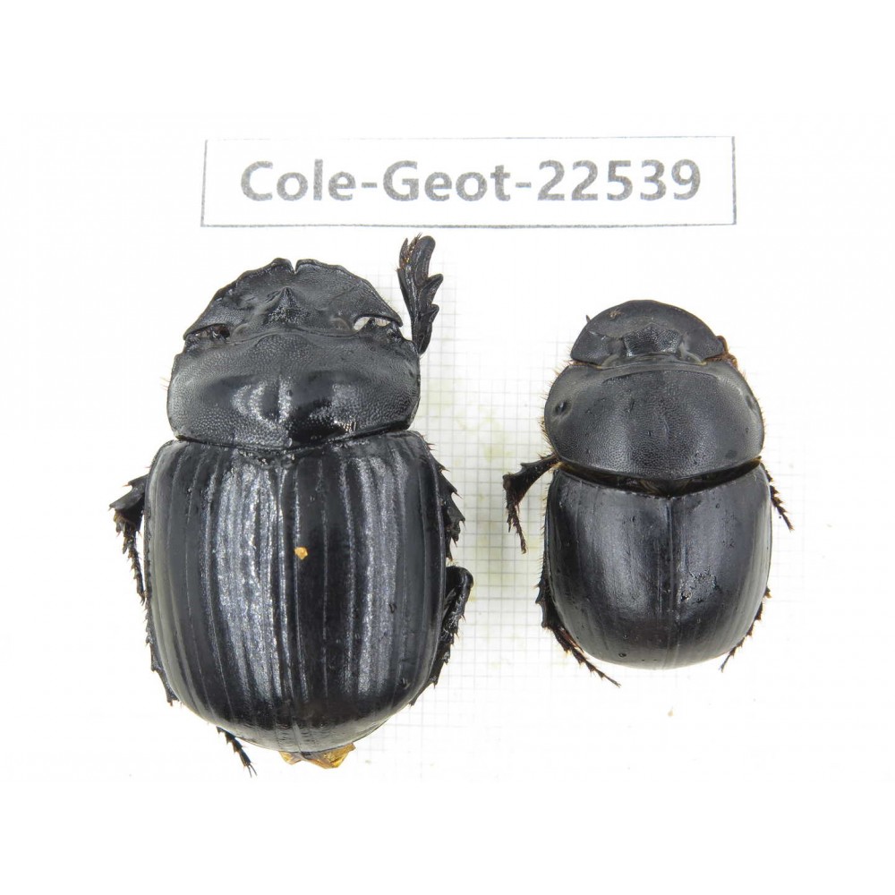 Geotrupidae sp. China, Yunnan, Nujiang, Fugong county. 2Pcs. Cole-Geot-22539.