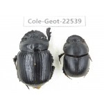 Geotrupidae sp. China, Yunnan, Nujiang, Fugong county. 2Pcs. Cole-Geot-22539.