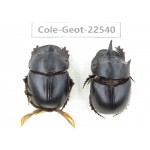 Geotrupidae sp. China, Yunnan, Nujiang, Fugong county. 2Pcs. Cole-Geot-22540.