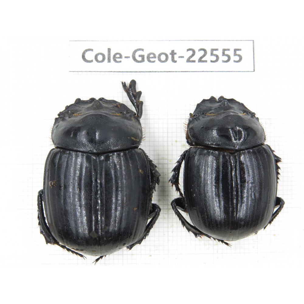 Geotrupidae sp. China, Yunnan, Nujiang, N of Mt.Biluoxueshan. 2Pcs. Cole-Geot-22555.