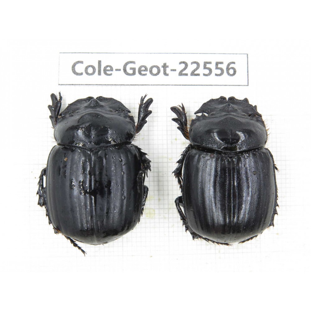 Geotrupidae sp. China, Yunnan, Nujiang, N of Mt.Biluoxueshan. 2Pcs. Cole-Geot-22556.