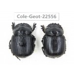 Geotrupidae sp. China, Yunnan, Nujiang, N of Mt.Biluoxueshan. 2Pcs. Cole-Geot-22556.