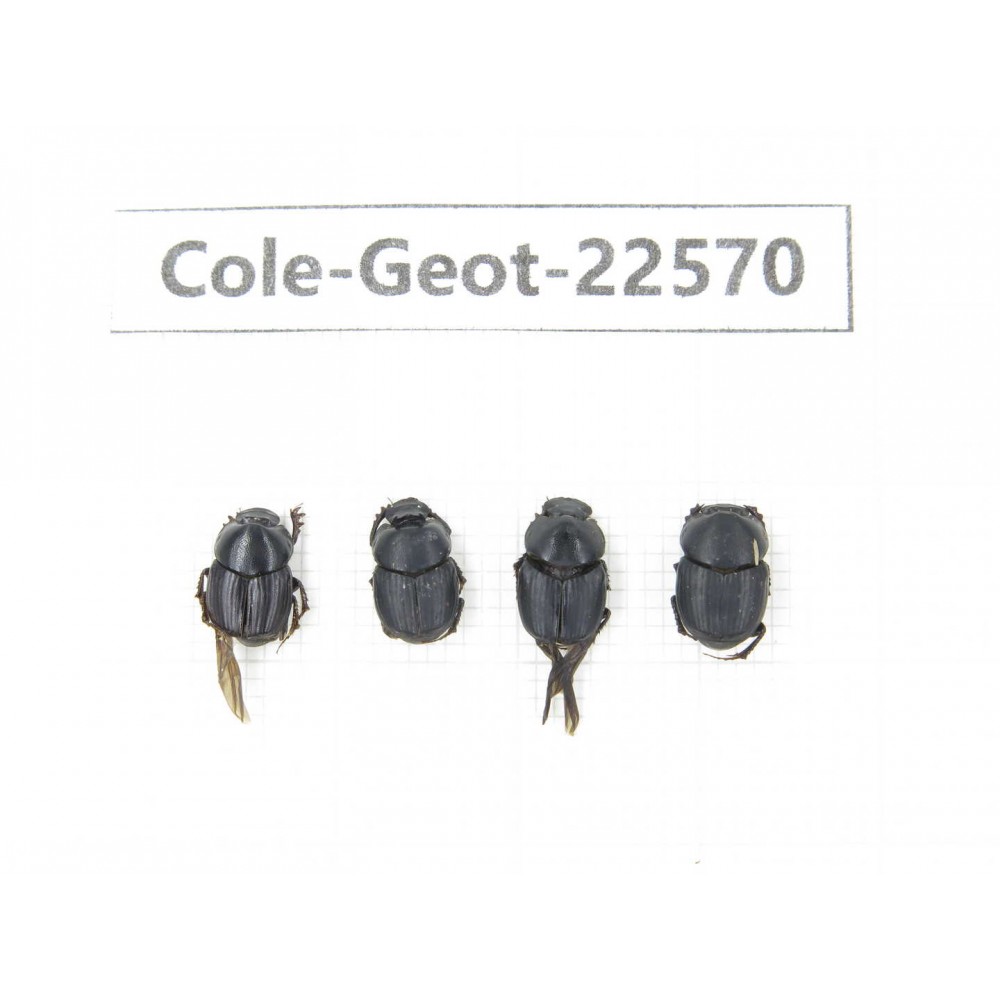 Geotrupidae sp. China, Tibet, Linzhi, Bomi county. 4Pcs. Cole-Geot-22570.