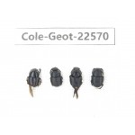 Geotrupidae sp. China, Tibet, Linzhi, Bomi county. 4Pcs. Cole-Geot-22570.