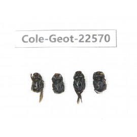 Geotrupidae sp. China, Tibet, Linzhi, Bomi county. 4Pcs. Cole-Geot-22570.