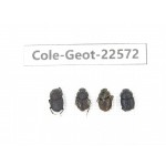 Geotrupidae sp. China, Tibet, Linzhi, Bomi county. 4Pcs. Cole-Geot-22572.