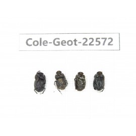 Geotrupidae sp. China, Tibet, Linzhi, Bomi county. 4Pcs. Cole-Geot-22572.