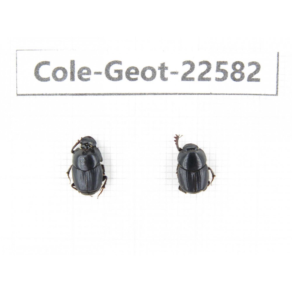 Geotrupidae sp. China, Tibet, Linzhi, Lulang town. 1P. Cole-Geot-22582.