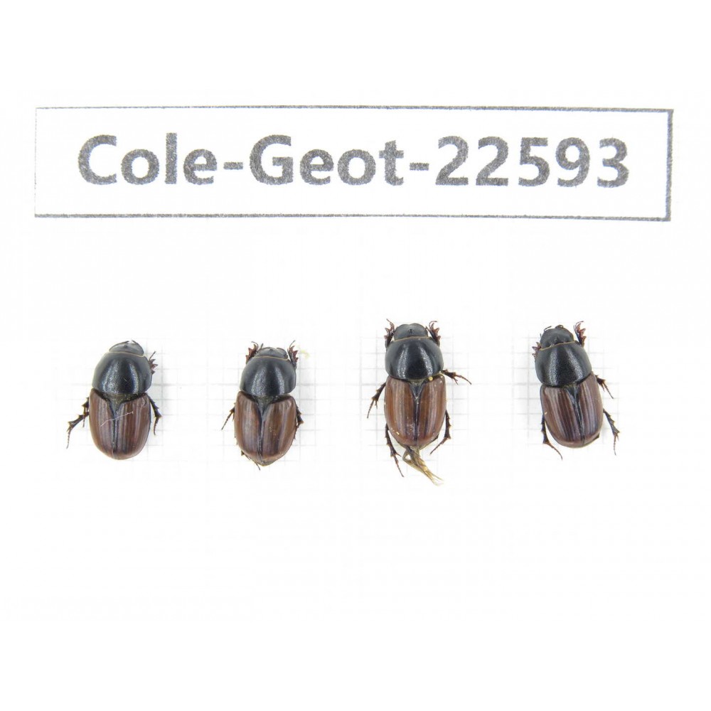 Geotrupidae sp. China, Tibet, Linzhi, Lulang town. 4Pcs. Cole-Geot-22593.