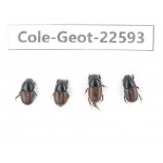 Geotrupidae sp. China, Tibet, Linzhi, Lulang town. 4Pcs. Cole-Geot-22593.