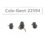 Geotrupidae sp. China, Tibet, Linzhi, Lulang town. 3Pcs. Cole-Geot-22594.