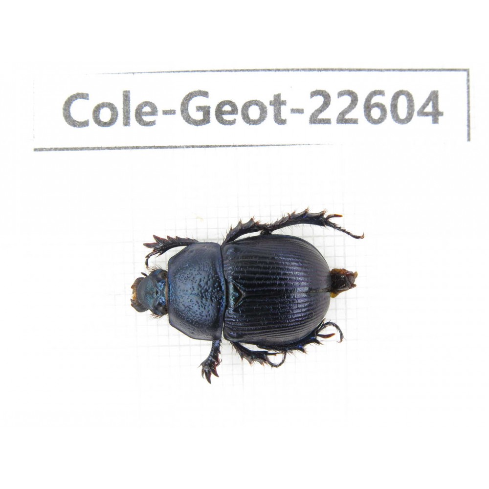 Geotrupidae sp. China, Tibet, Linzhi, Bomi county. 1Pcs. Cole-Geot-22604.
