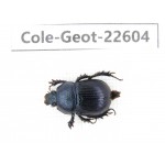 Geotrupidae sp. China, Tibet, Linzhi, Bomi county. 1Pcs. Cole-Geot-22604.