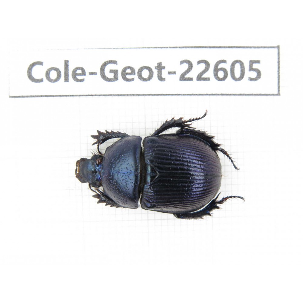 Geotrupidae sp. China, Tibet, Linzhi, Bomi county. 1Pcs. Cole-Geot-22605.