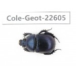 Geotrupidae sp. China, Tibet, Linzhi, Bomi county. 1Pcs. Cole-Geot-22605.