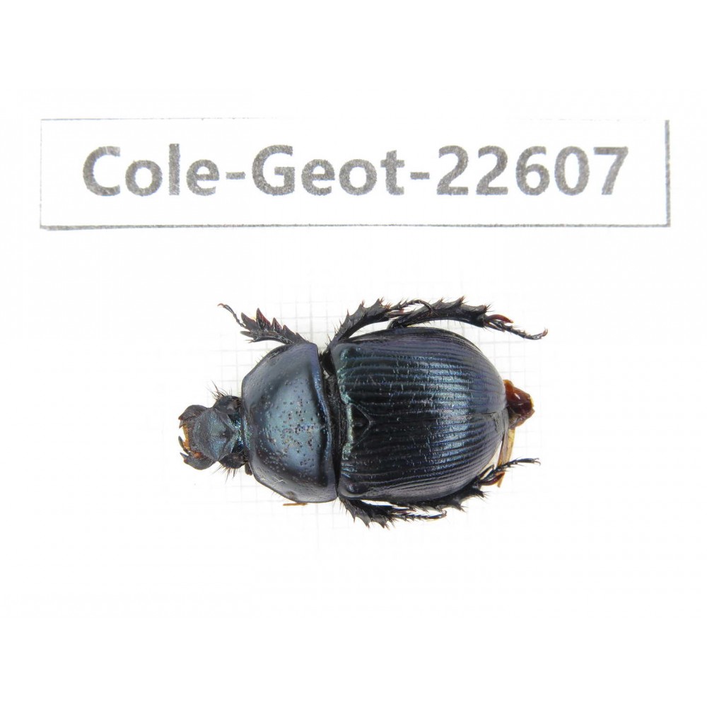 Geotrupidae sp. China, Tibet, Linzhi, Bomi county. 1Pcs. Cole-Geot-22607.