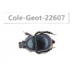 Geotrupidae sp. China, Tibet, Linzhi, Bomi county. 1Pcs. Cole-Geot-22607.