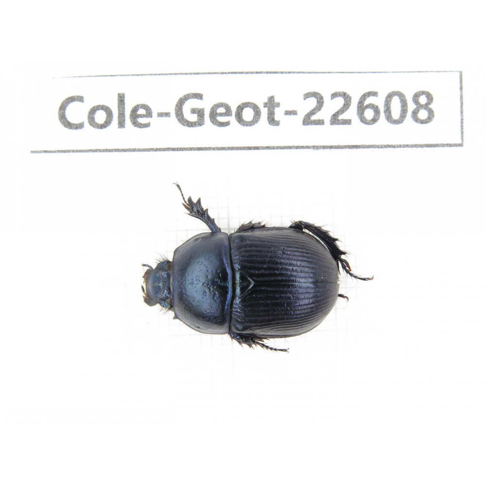Geotrupidae sp. China, Tibet, Linzhi, Bomi county. 1Pcs. Cole-Geot-22608.