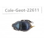 Geotrupidae sp. China, Tibet, Linzhi, Bomi county. 1Pcs. Cole-Geot-22611.