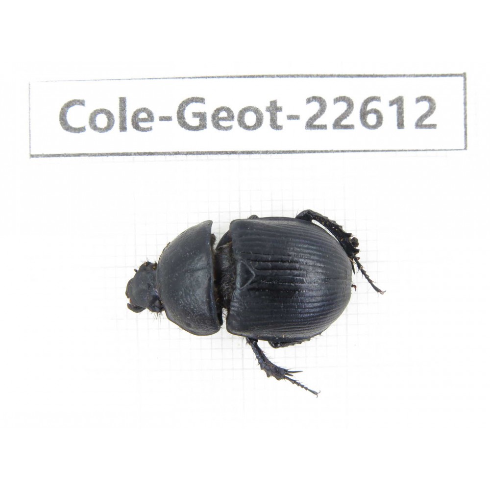 Geotrupidae sp. China, Tibet, Linzhi, Bomi county. 1Pcs. Cole-Geot-22612.