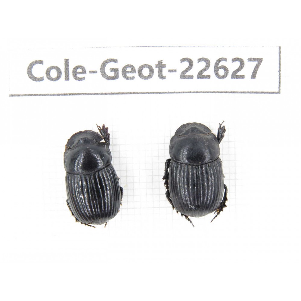 Geotrupidae sp. China,  Yunnan, Xiangerila, S of Weixi county. 2Pcs. Cole-Geot-22627.