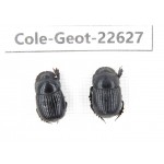 Geotrupidae sp. China,  Yunnan, Xiangerila, S of Weixi county. 2Pcs. Cole-Geot-22627.