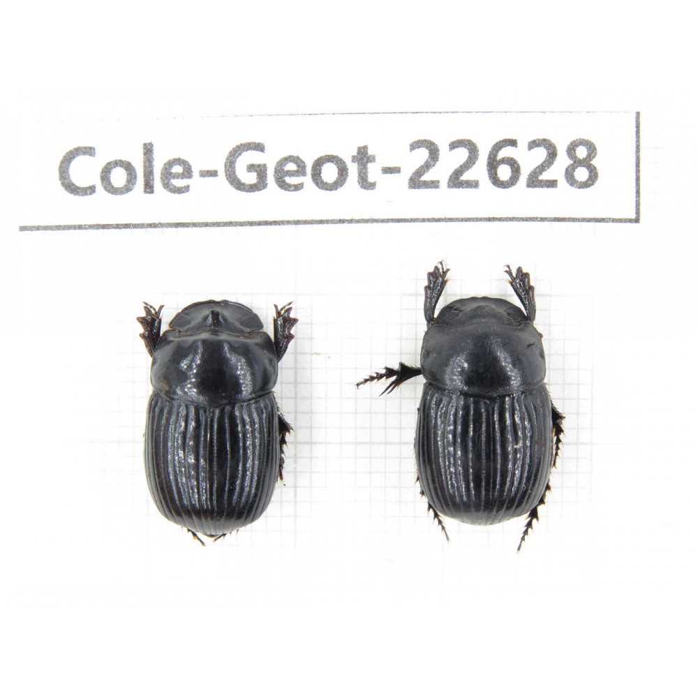Geotrupidae sp. China,  Yunnan, Xiangerila, S of Weixi county. 2Pcs. Cole-Geot-22628.