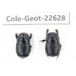 Geotrupidae sp. China,  Yunnan, Xiangerila, S of Weixi county. 2Pcs. Cole-Geot-22628.