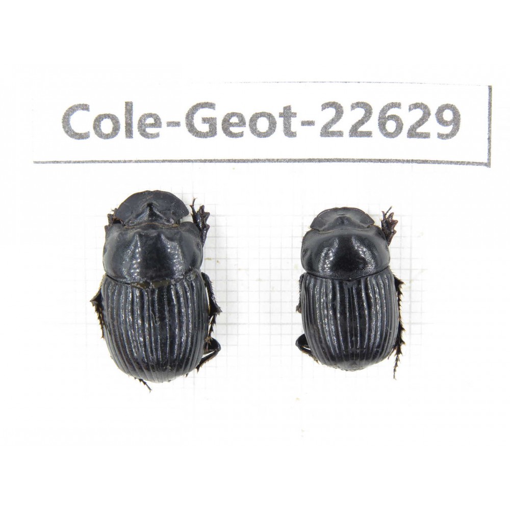 Geotrupidae sp. China,  Yunnan, Xiangerila, S of Weixi county. 2Pcs. Cole-Geot-22629.