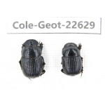 Geotrupidae sp. China,  Yunnan, Xiangerila, S of Weixi county. 2Pcs. Cole-Geot-22629.