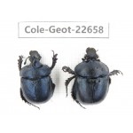 Geotrupidae sp. China,  Yunnan, Xiangerila, S of Weixi county. 1P. Cole-Geot-22658.