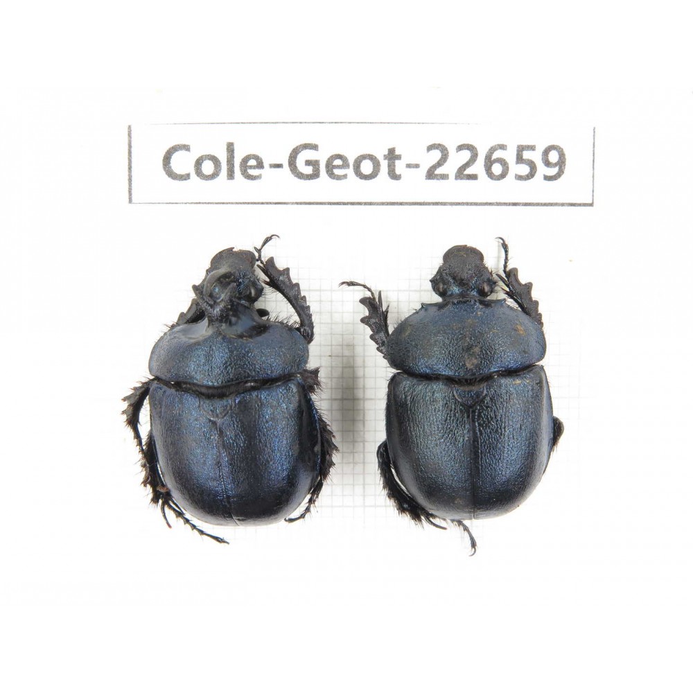 Geotrupidae sp. China,  Yunnan, Xiangerila, S of Weixi county. 1P. Cole-Geot-22659.