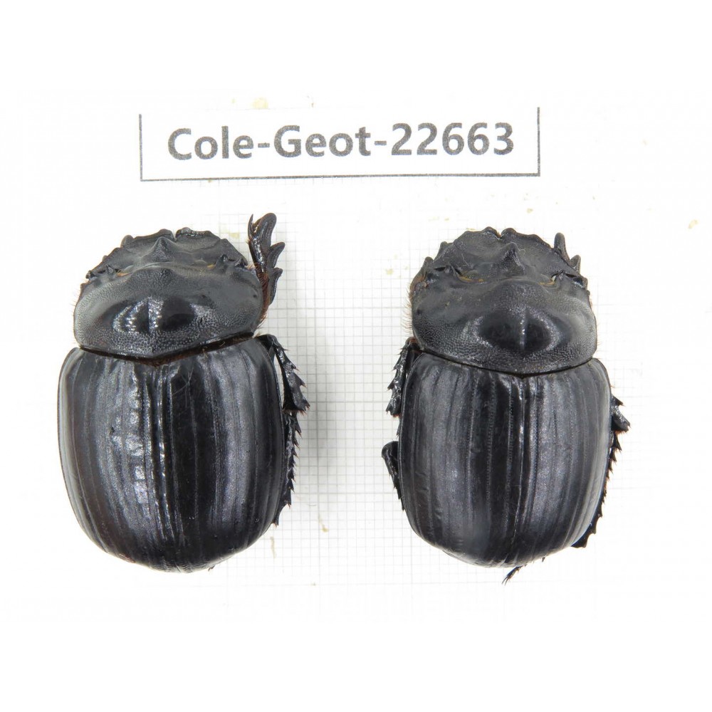 Geotrupidae sp. China,  Yunnan, Xiangerila, S of Weixi county. 2Pcs. Cole-Geot-22663.