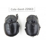 Geotrupidae sp. China,  Yunnan, Xiangerila, S of Weixi county. 2Pcs. Cole-Geot-22663.