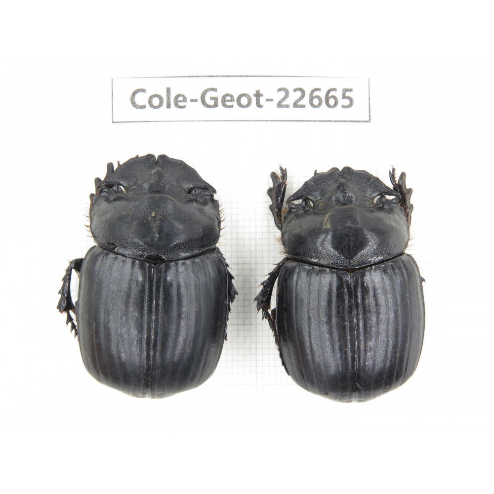 Geotrupidae sp. China,  Yunnan, Xiangerila, S of Weixi county. 2Pcs. Cole-Geot-22665.