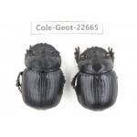 Geotrupidae sp. China,  Yunnan, Xiangerila, S of Weixi county. 2Pcs. Cole-Geot-22665.