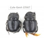 Geotrupidae sp. China,  Yunnan, Xiangerila, S of Weixi county. 2Pcs. Cole-Geot-22667.
