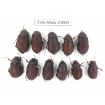 Melolonthidae sp. China, Guizhou, Liupanshui, Shuicheng county. 11Pcs. Cole-Melo-21004.
