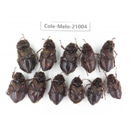 Melolonthidae sp. China, Guizhou, Liupanshui, Shuicheng county. 11Pcs. Cole-Melo-21004.