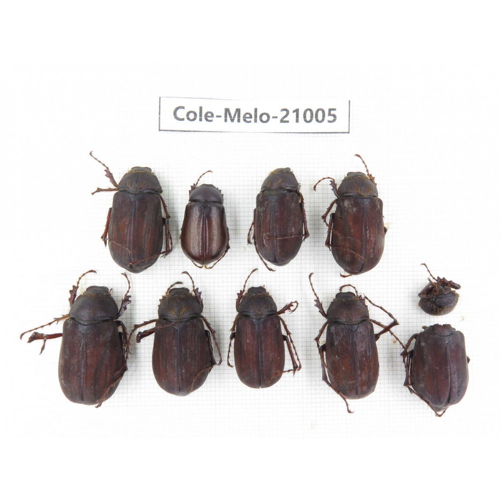 Melolonthidae sp. China, Guizhou, Liupanshui, Shuicheng county. 9Pcs. Cole-Melo-21005.
