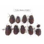Melolonthidae sp. China, Guizhou, Liupanshui, Shuicheng county. 9Pcs. Cole-Melo-21005.