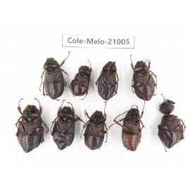 Melolonthidae sp. China, Guizhou, Liupanshui, Shuicheng county. 9Pcs. Cole-Melo-21005.